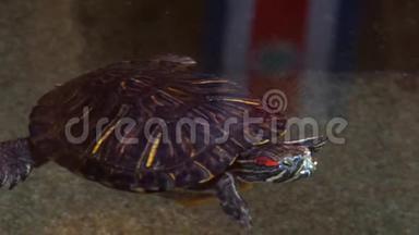 南美和墨西哥流行的热带爬行动物物种，一只红色的滑头海龟在水中游泳的特写镜头